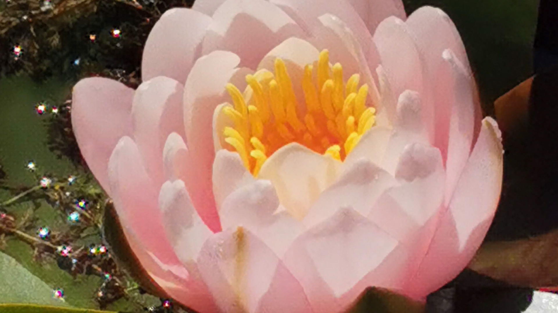 Penrose Water Gardens